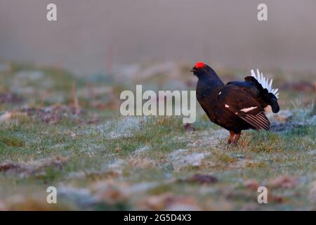 A male Black Grouse (blackcock, Lyurus tetrix) at an early morning lek in spring in northern England