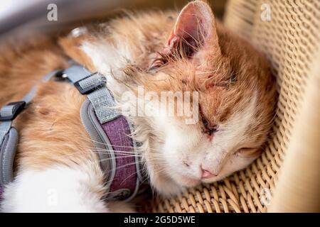 Сat injured in a fight with a rival, with a swollen eye and a bloody ear, lies in close-up. Stock Photo