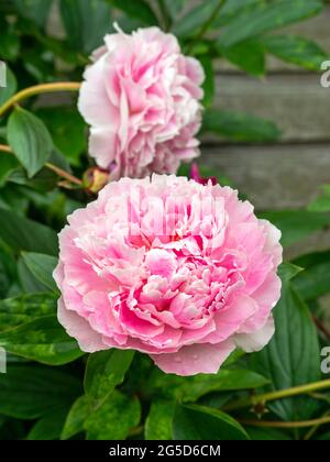 Beautiful peony flower blooms in the garden, with a bee Stock Photo - Alamy