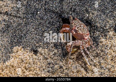 Little crab on the beach in Panama along the Pacific coast Stock Photo