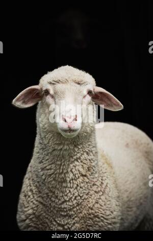 Young sheep isolated on black background Stock Photo