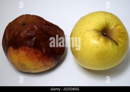 rotten single apple with affected by some fungus beside an intact yellow apple Stock Photo