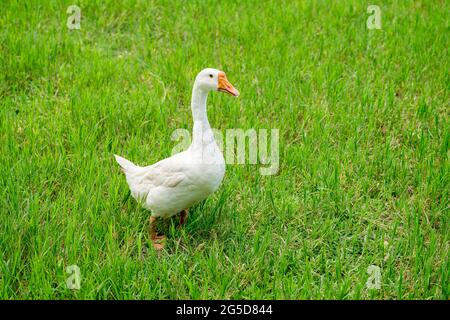 white geese on green lawn, geese walking on lawn. Stock Photo