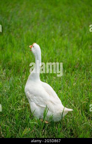 white geese on green lawn, geese walking on lawn. Stock Photo