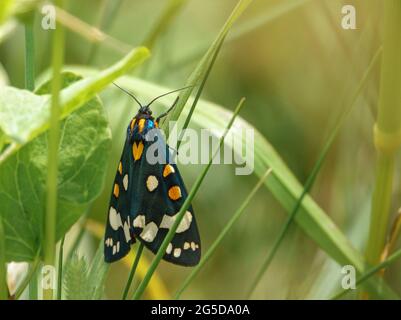 close up of a beautiful scarlet tiger moth (Callimorpha dominula, formerly Panaxia dominula) resting on a grass blade
