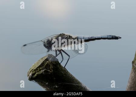 Dragonfly at Kalwa lake in Mazury (Poland) Stock Photo