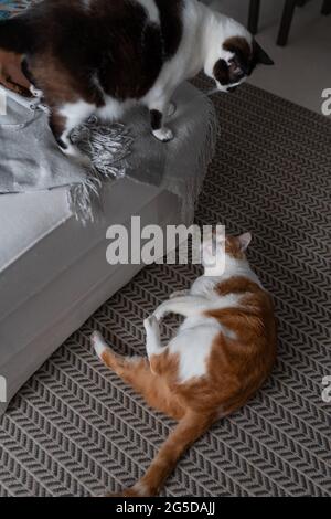 two domestic cats play together on the carpet. vertical composition Stock Photo