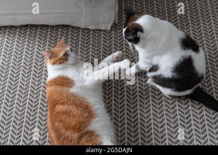 two domestic cats play together on the carpet Stock Photo
