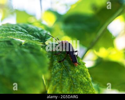 a bee sits on a raspberry flower, in summer Stock Photo