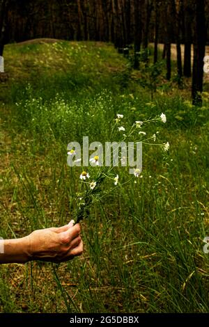 An elderly white woman's hand holds a bouquet of wildflowers against a background of green forest. Flowers, meadow grass. Collecting wildflowers. Stock Photo