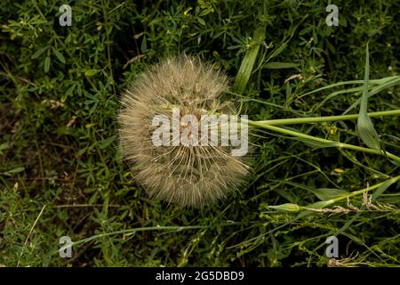 Dandelion goat beard on a green background. Organic dandelions close up devil feather Stock Photo