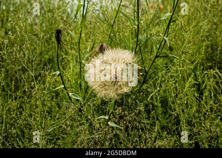 Dandelion goat beard on a green background. Organic dandelions close up devil feather Stock Photo