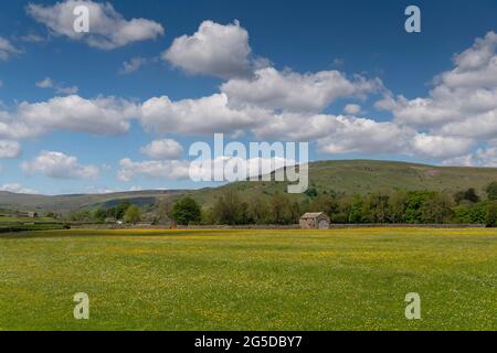 Upland wildflower meadows with traditional stone barn in, Muker, Swaledale, Yorkshire Dales National Park, UK. Stock Photo