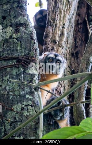 The Peruvian Night Monkey (Aotus miconax) is also known as the Owl Monkey. Stock Photo