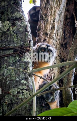 The Peruvian Night Monkey (Aotus miconax) is also known as the Owl Monkey. Stock Photo