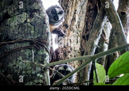 The Peruvian Night Monkey (Aotus miconax) is also known as the Owl Monkey. Stock Photo