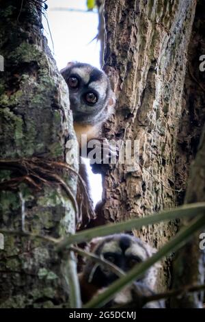 The Peruvian Night Monkey (Aotus miconax) is also known as the Owl Monkey. Stock Photo