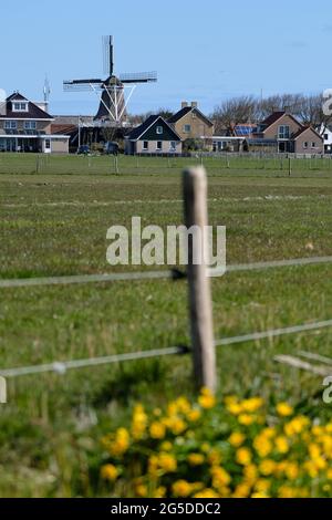 Wind mill, smock mill, 'De Verwachting' ,'The Expectation' in Hollum, Dutch island Ameland. In foreground unsharp fence and Marsh Marigold flowers and Stock Photo