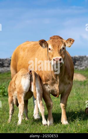 Limousin cow with calf drinking milk from her. Lancashire, UK Stock ...