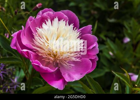 Chalice forming pink with pale cream centre peony Bowl of Beauty flower close up in a garden. Stock Photo