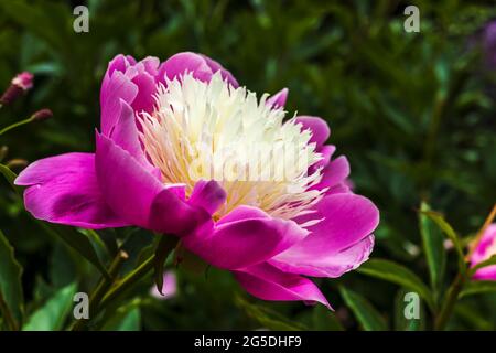 Chalice forming pink with pale cream centre peony Bowl of Beauty flower close up in a garden. Stock Photo