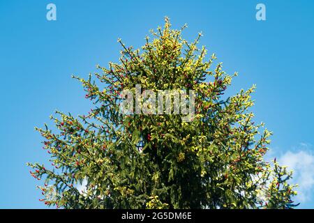 Beautiful blooming spruce branches with red cones. Stock Photo