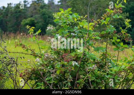 Brombeer Hecke mit roten und schwarzen Beeren Stock Photo Alamy