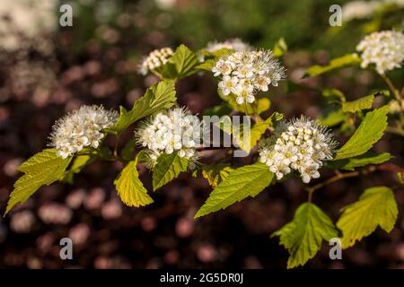 Maroon red leaved and white flowers of Physocarpus opulifolius in the garden in May at sunset Stock Photo