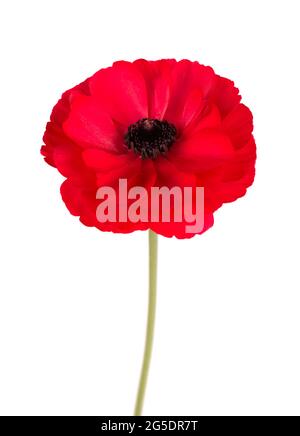 Red ranunculus asiaticus flower isolated on white background. Persian buttercup. Beautiful summer flowers. Stock Photo