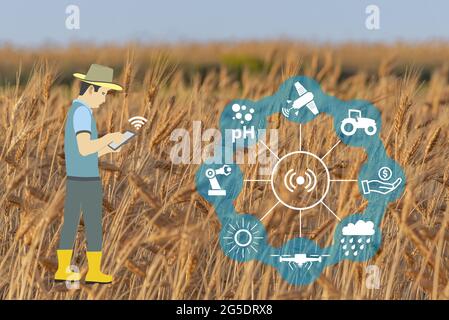 Illustration of a farmer using the phone with apps on background of a young wheat field Stock Photo
