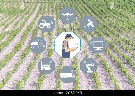 Illustration of a farmer using the phone with apps on background of a young cornfield Stock Photo