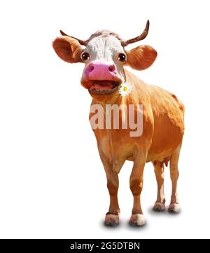 Funny image of the cow with focus on head Stock Photo