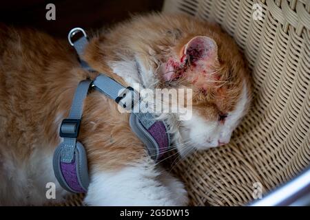 Cat, injured after a fight with another cat, lies on a wicker chair close up. In the area of the ear everything is covered in blood, the eye is swolle Stock Photo
