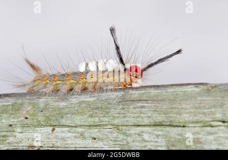 White marked tussock moth (Orgyia leucostigma) caterpillar, Brazos Bend State park, Texas, USA. Stock Photo