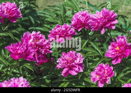 Peony Clemeanceau France is a double, spherical, dense flower. Large up to 20 cm. Yellow-pink with a lilac base. The height of the bush is up to 90 cm Stock Photo