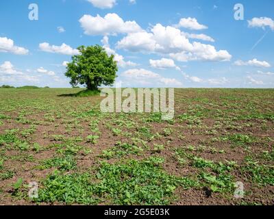 Lonely single tree on a field with blue sky and white fluffy clouds in the background Stock Photo
