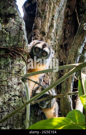 The Peruvian Night Monkey (Aotus miconax) is also known as the Owl Monkey. Stock Photo