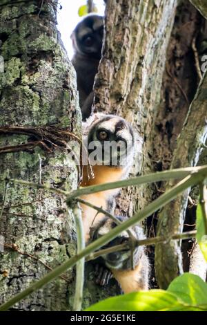 The Peruvian Night Monkey (Aotus miconax) is also known as the Owl Monkey. Stock Photo