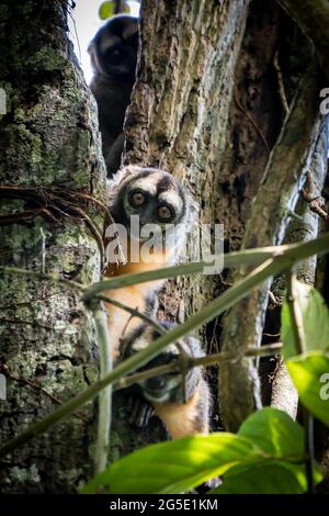 The Peruvian Night Monkey (Aotus miconax) is also known as the Owl Monkey. Stock Photo