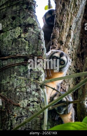 The Peruvian Night Monkey (Aotus miconax) is also known as the Owl Monkey. Stock Photo