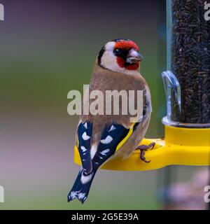 gold finch feeding on giger seeds from a niger seed feeder Stock Photo