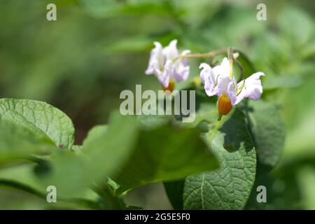 Potato flower close-up. Ripening vegetables in the field. Delicate white flowers on a bush on a blurred green background. Stock Photo