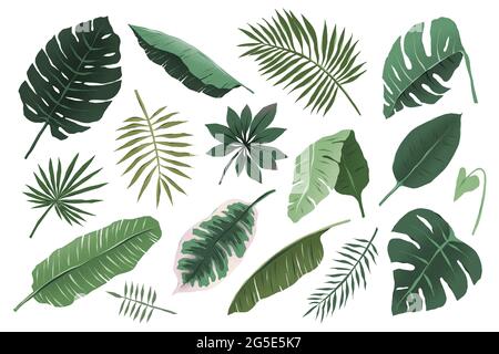 Tropical leaves collection, monstera plant branch and fan palm leaf, various hand drawn exotic foliage illustration, trendy tropic greenery, isolated Stock Vector