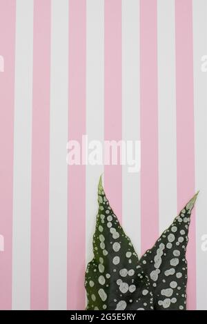 Leaves of a begonia 'My Special Angel' against a striped background. Stock Photo
