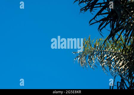 Green palm on a blue sky Stock Photo