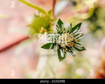 Closeup shot of growing False daisy Stock Photo