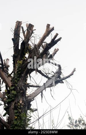 branches of a tree without leaves in winter Stock Photo
