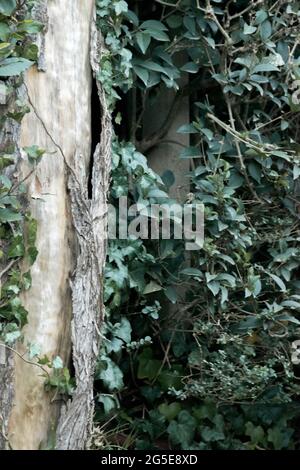 tree trunk with green leaves creeper 25063202 PNG