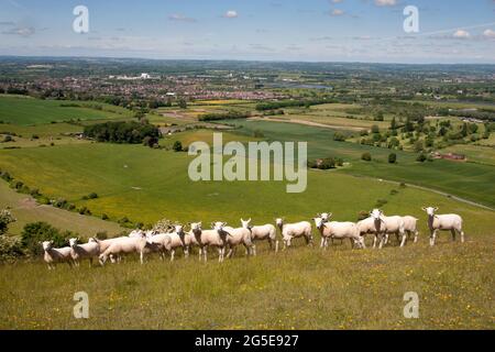 sheep grazing on the White Horse iron age hill fort, Bratton, Westbury, Wiltshire, England Stock Photo