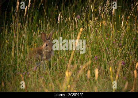 Little rabbit hiding between the grass and flowers in Lanín National Park, Argentina Stock Photo